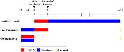 Virucidal effects of eucalyptus essential oil on porcine reproductive and respiratory syndrome virus